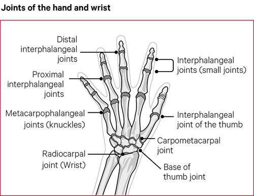 The structure and main joints of the hand and wrist.