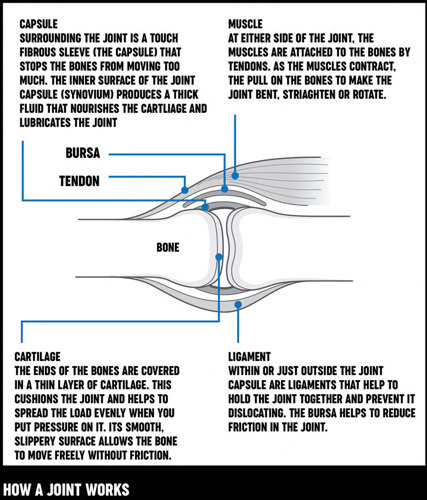 An illustration of a cross section of a joint, including the bones, muscle, cartilage and ligament.