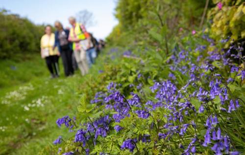 Close-up of bluebells with people walking nearby