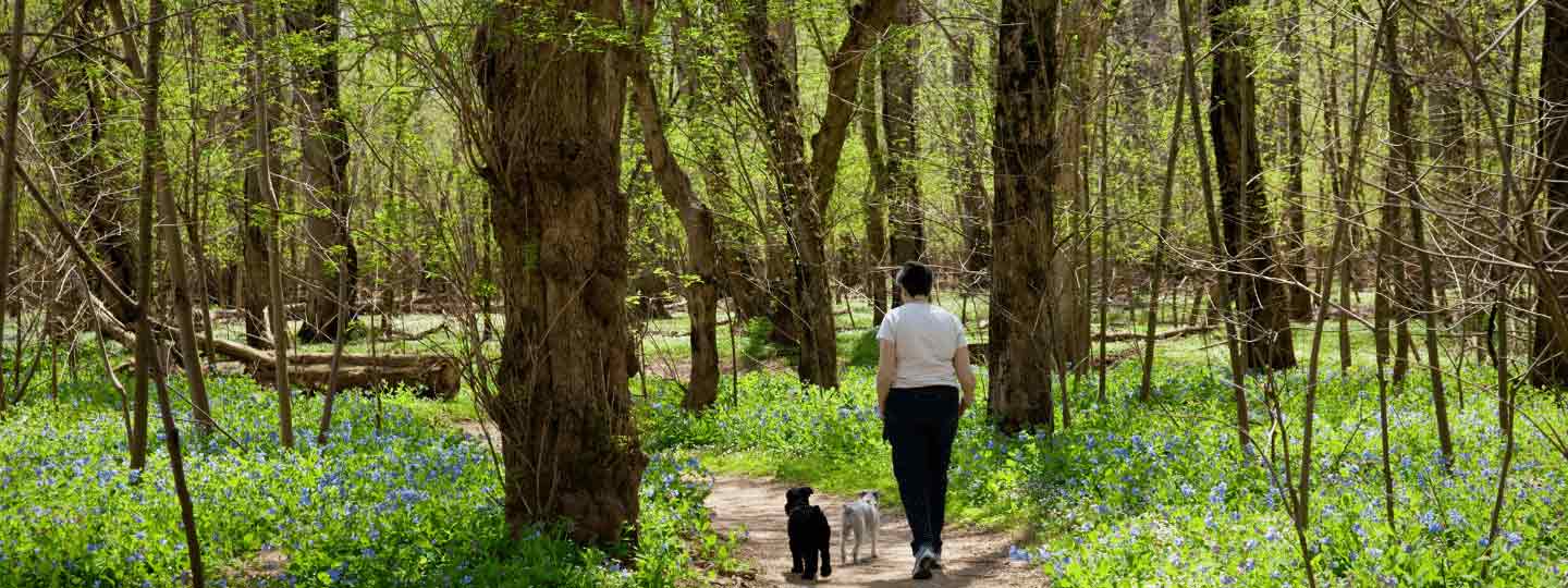 A lady walking her dog in the woods.