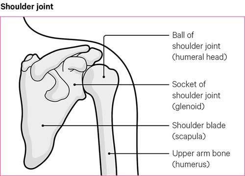 The upper arm and the main parts of a shoulder joint.