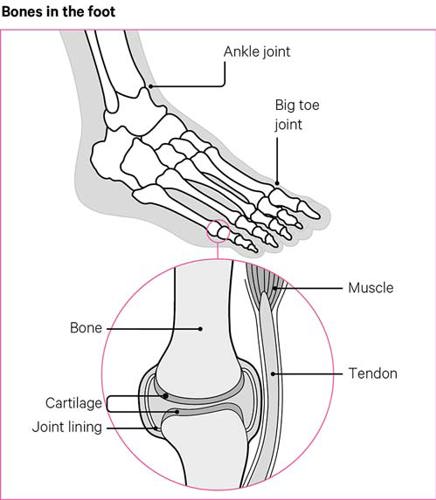 leg and feet bones