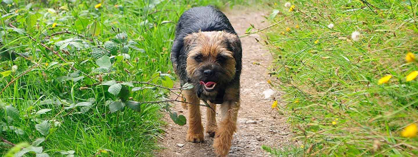 A dog walking in the countryside.