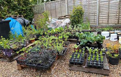 Flowers and plants grown and sold to support our work